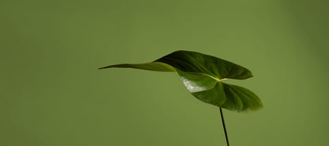 22201_Duvaltex_13_030_v2